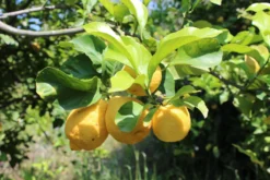 Weleda Citrus 24 H Deo Spray -Exquisite Pflege MAM 7460083 SHOP IMAGE 1.4